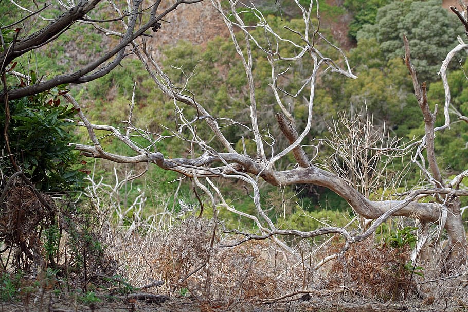 australia, tower hill, dead, fallen, tree, warrnambool, benjamin HD wallpaper