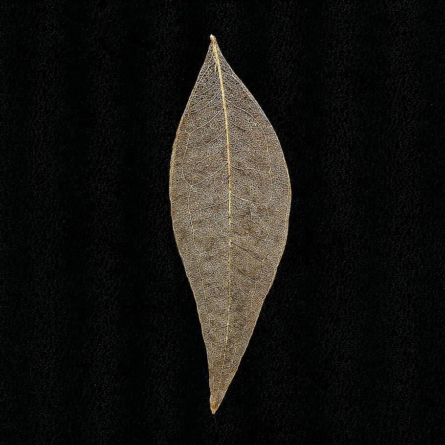 brown leaf with black background, arrowhead, symbol, bronze, weapon