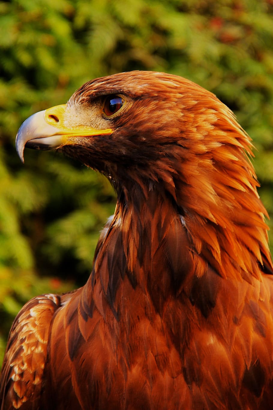 Brown White and Yellow Bird, animal, close-up, eagle, predator HD wallpaper