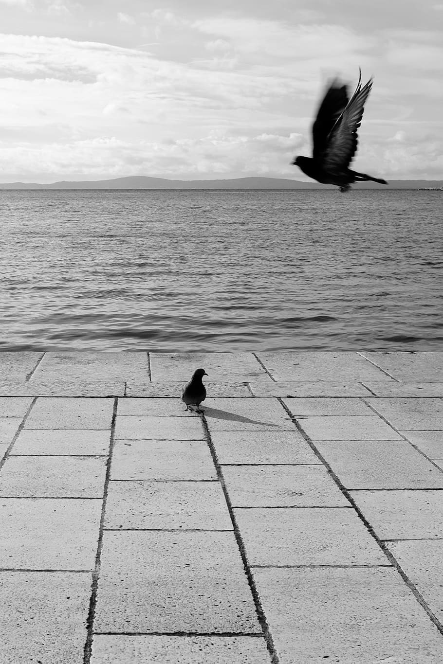 croatia, split, dalmatia, birds, flying, sea, vertebrate, animal themes HD wallpaper
