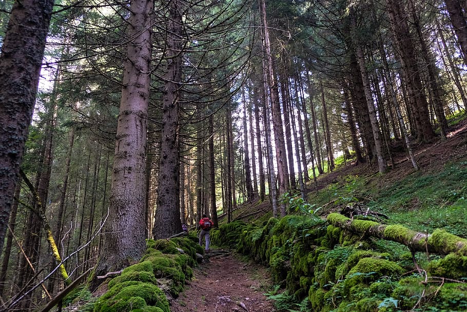 tree, outdoors, nature, forest, moss, plant, flora, vegetation HD wallpaper