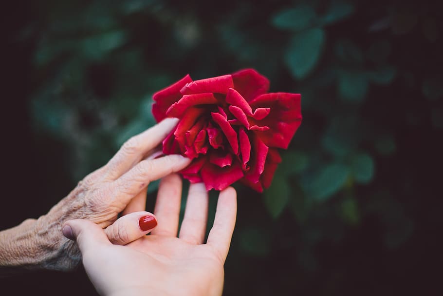 red rose, human hand, flower, flowering plant, human body part HD wallpaper