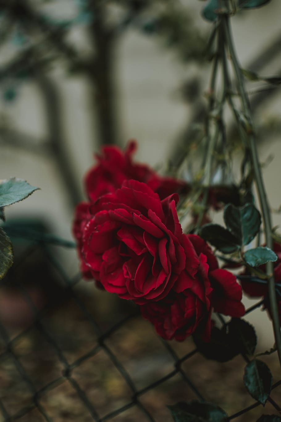 red rose, flower, blossom, plant, geranium, petal, leaf, acanthaceae HD wallpaper