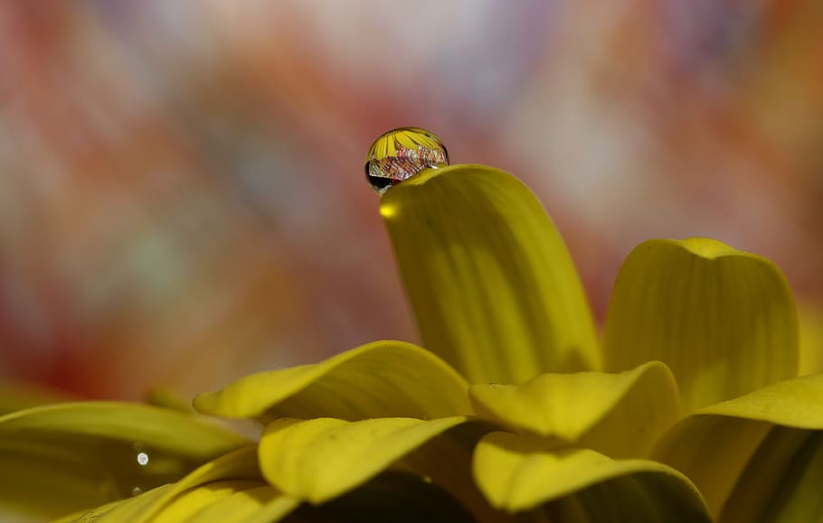 drops, water, macro, flower, refractive, petals, yellow, close-up HD wallpaper