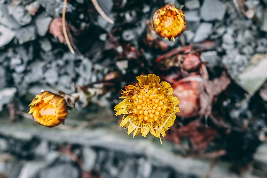 macro, flower, bokeh, nature, yellow, snail, shell, flowering plant HD wallpaper