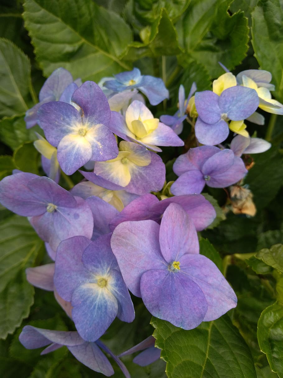 hydrangea, flower, nature, flowering plant, vulnerability, fragility HD wallpaper