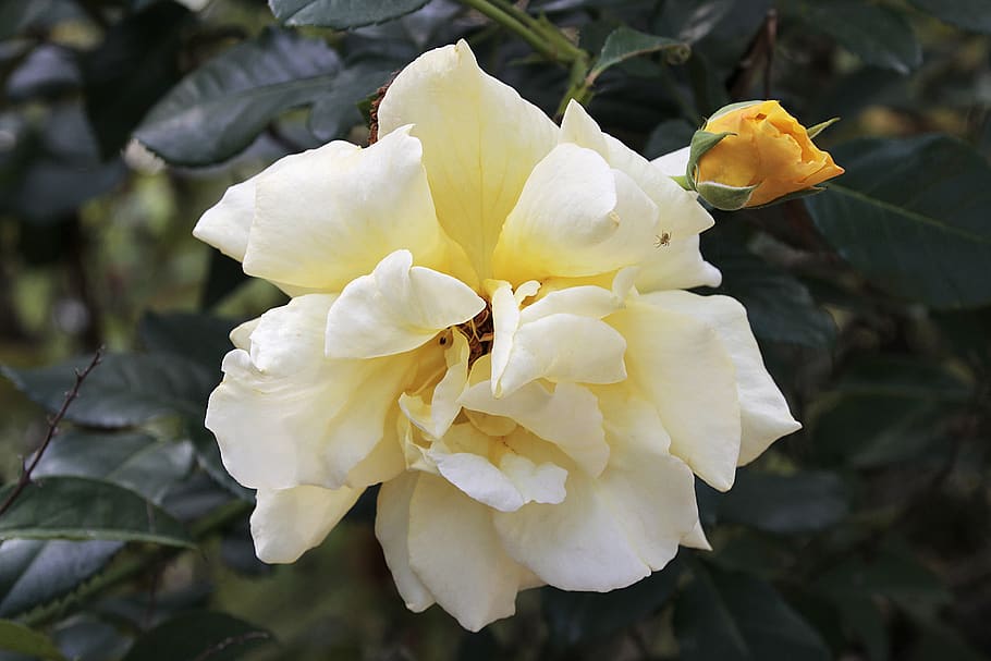 rose, yellow, blossom, bloom, nature, plant, romantic, flower HD wallpaper