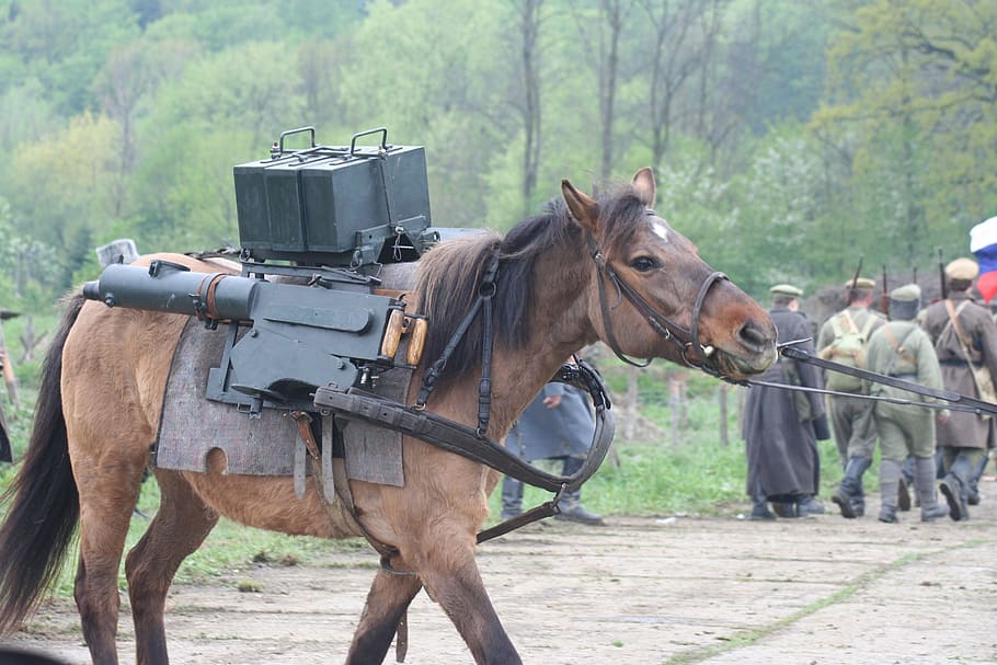 Боевой конь картинки