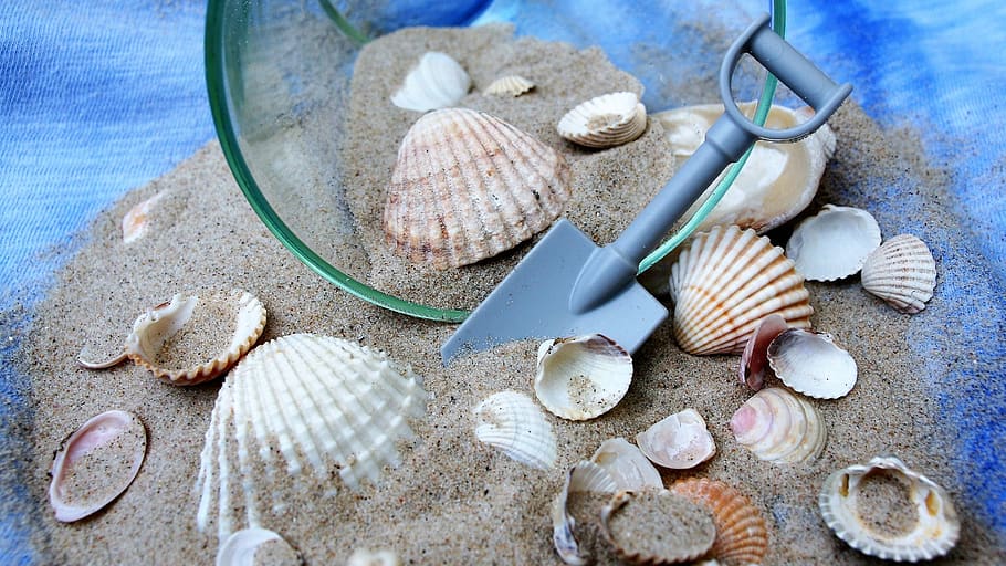 shells, dream, holiday, imagination, beach, sand, sandy beach, HD wallpaper
