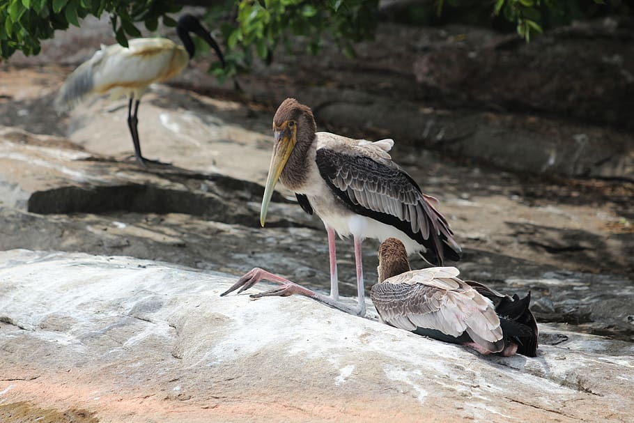 nature, animals, bird, wild, forests, group of animals, vertebrate HD wallpaper