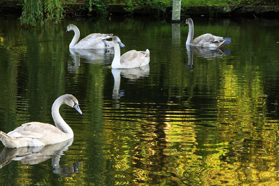swan, lake, tree, water, animal wildlife, animals in the wild HD wallpaper