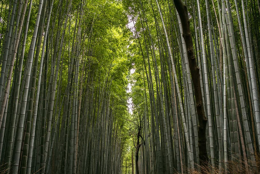 bamboo, forest, bamboo forest, trees, high, tall, silence, green HD wallpaper
