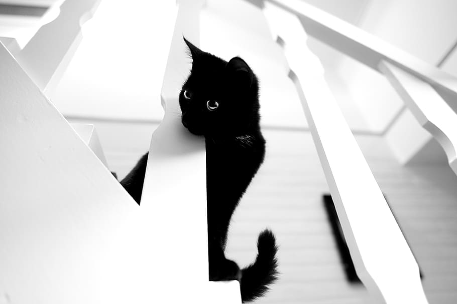 black, cat, white stairs, looking, kitty, kitten, tail, staring HD wallpaper