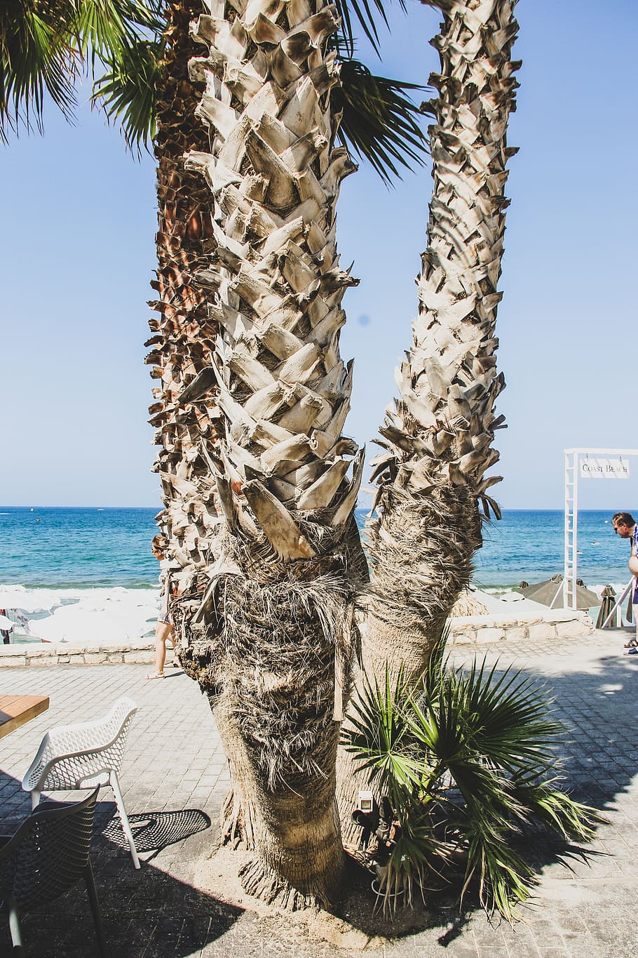 palm, sea, greece, water, sky, nature, tree, plant, beach, sunlight HD wallpaper