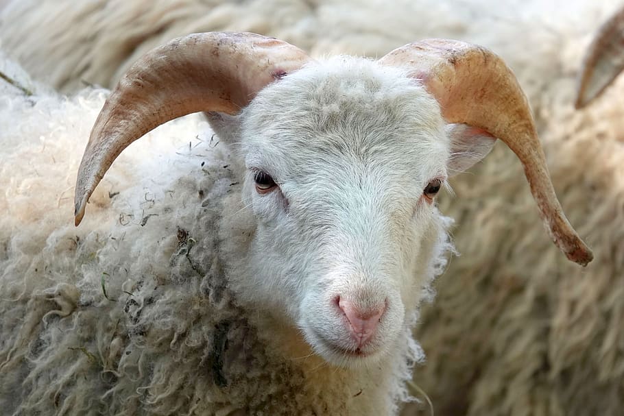 sheepshead, wool, close up, animal portrait, livestock, animal world