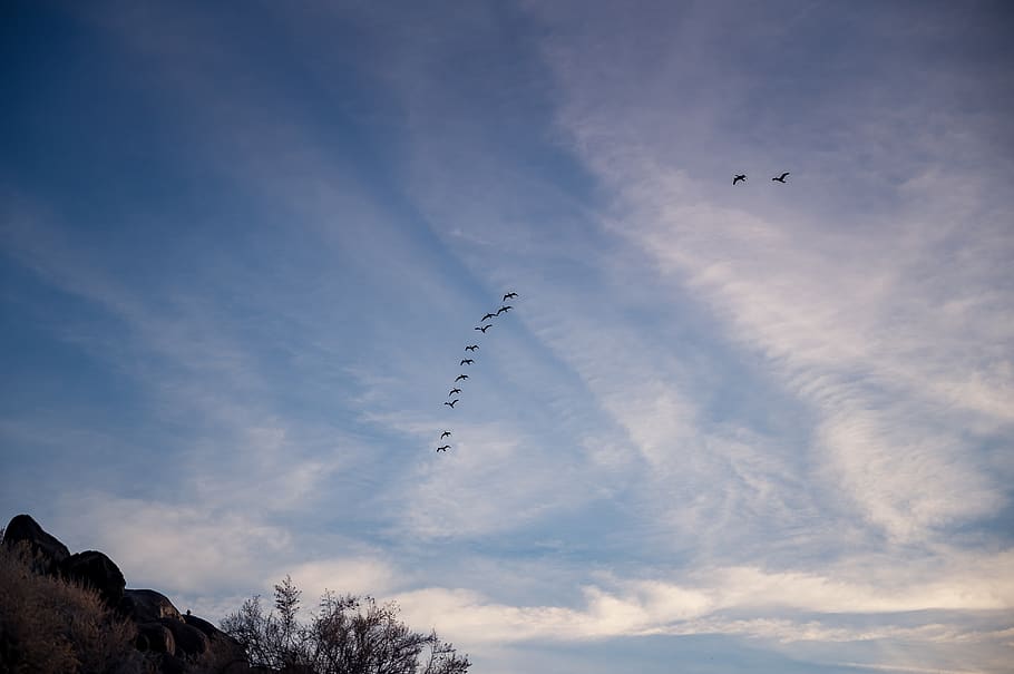 Photo of Flock of Birds Flying, animals, aviary, clouds, flight HD wallpaper