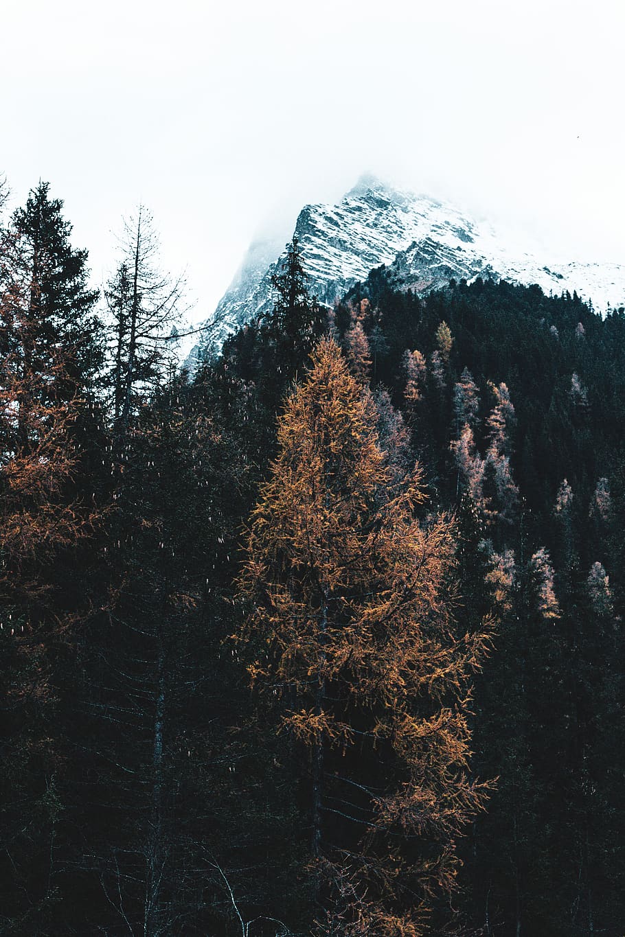 brown leafed tree facing mountain, plant, conifer, fir, abies HD wallpaper