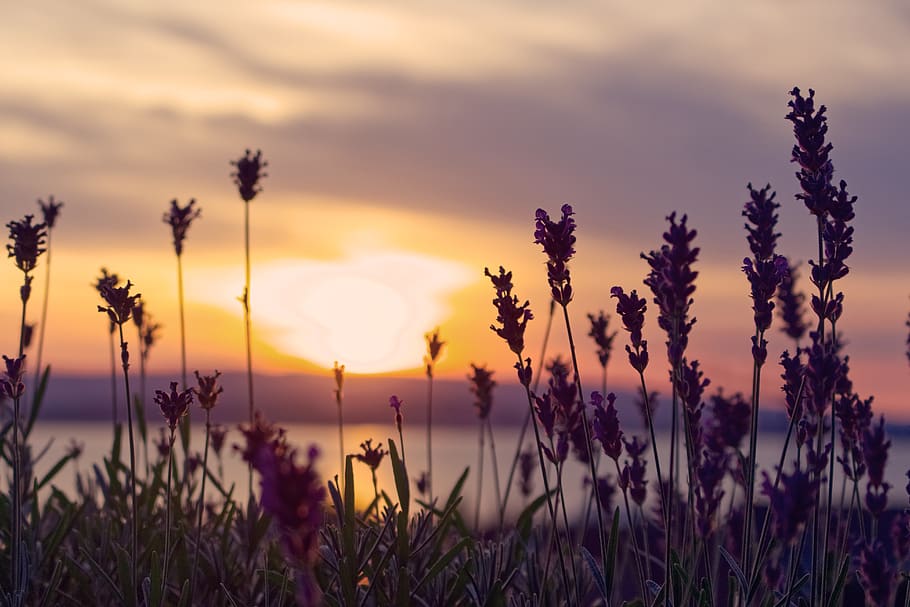 Pink Petaled Flowers and River during Sunset, backlit, clouds HD wallpaper