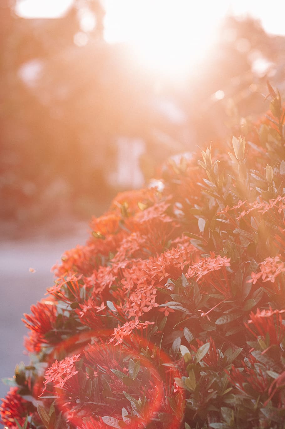 sun rays over red flowers, plant, leaf, tree, vegetation, bush HD wallpaper