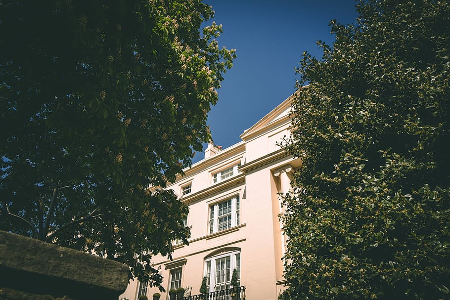 plant, tree, home decor, tree trunk, campus, architecture, villa HD wallpaper