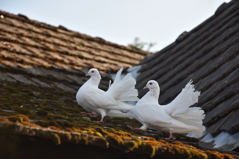 poland, sieradza, bird, animal themes, vertebrate, animals in the wild HD wallpaper