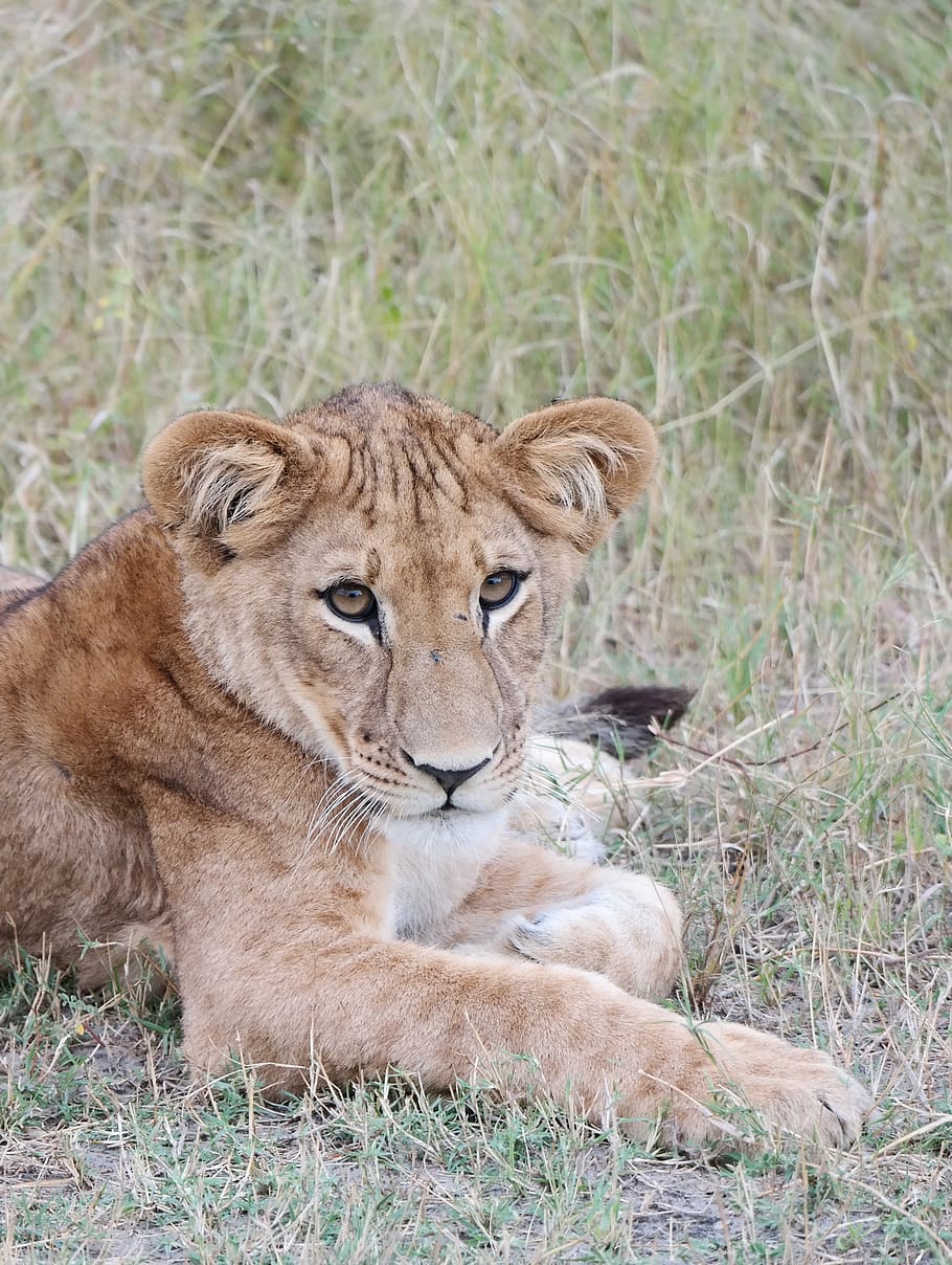 lioness on grass field, animal, animals in the wild, animal wildlife HD wallpaper