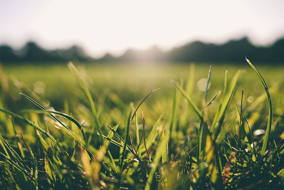 Selective Focus Photography of Green Grass Field, meadow, sunshine HD wallpaper