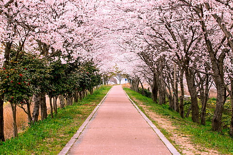 south korea, naju-si, tree, spring, flower, cherry, travel HD wallpaper