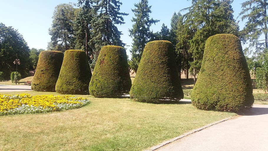 serbia, belgrade, plant, tree, nature, day, green color, no people HD wallpaper