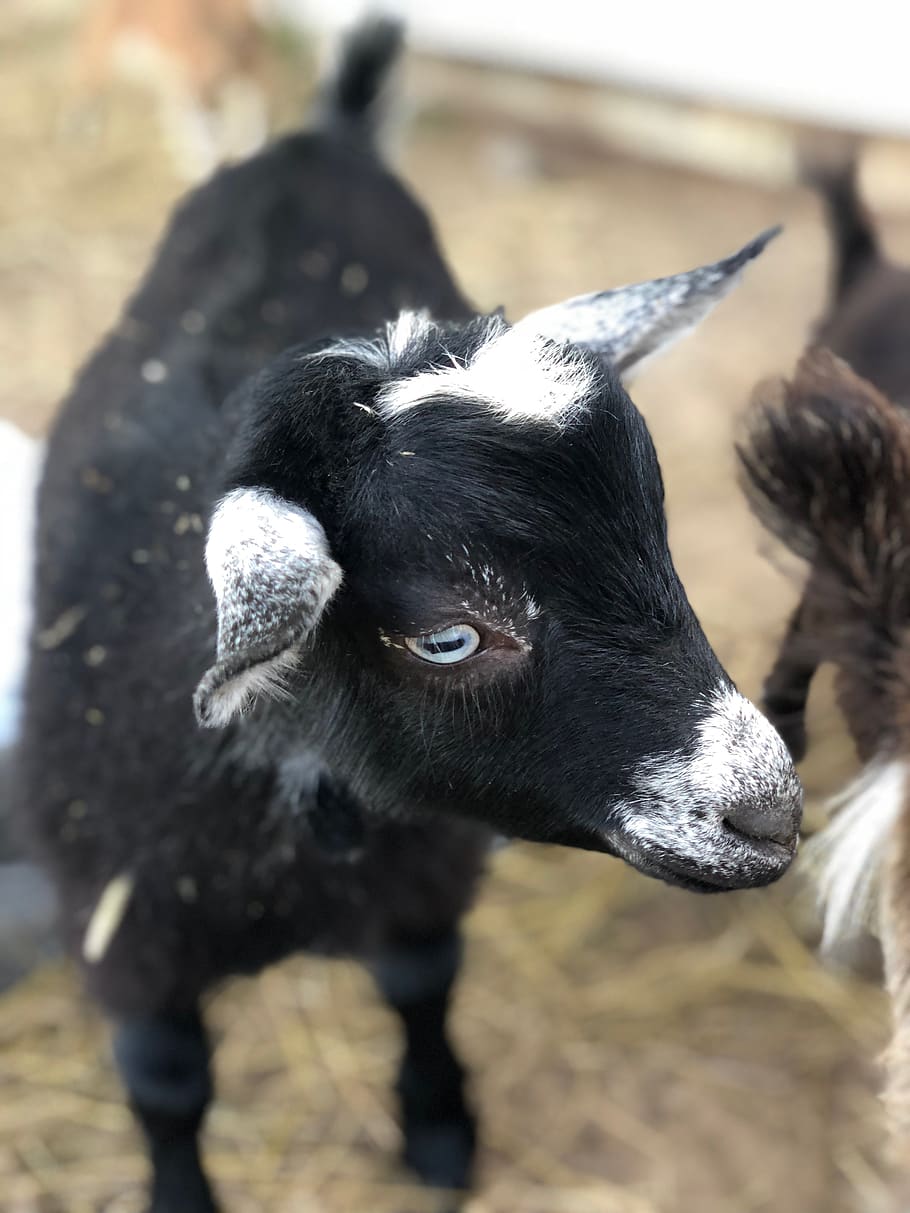 goat, kid, buckling, wether, whether, disbudded, farm, animal HD wallpaper