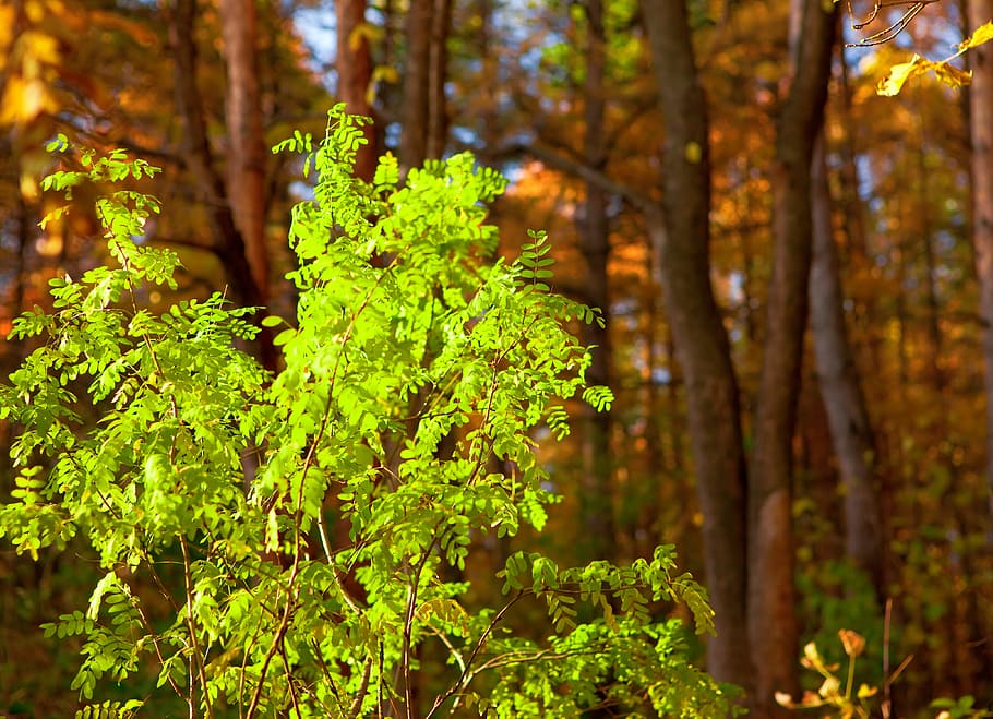 con2011, image, nature, photo, picture, plant, tree, forest HD wallpaper