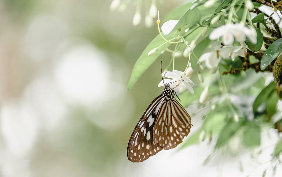 Brown And White Butterfly On White Flower, bug, flora, insect HD wallpaper