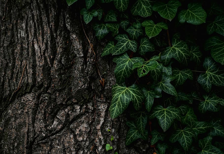 tree, leaves, nature, bark, texture, pattern, green, brown HD wallpaper