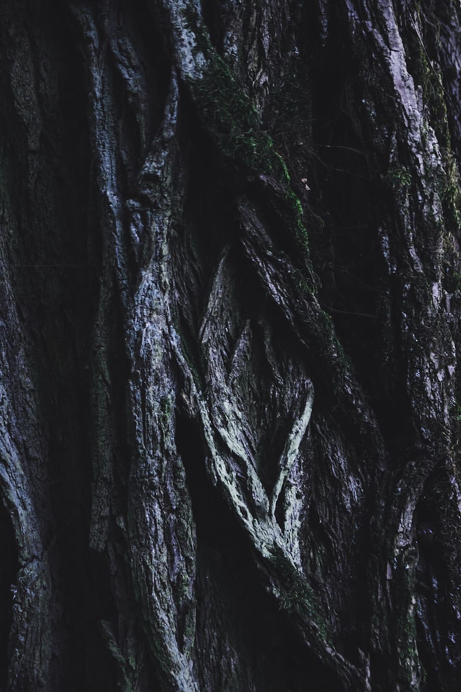 Close-up Photography of Green and Brown Tree Trunk, dark, nature HD wallpaper