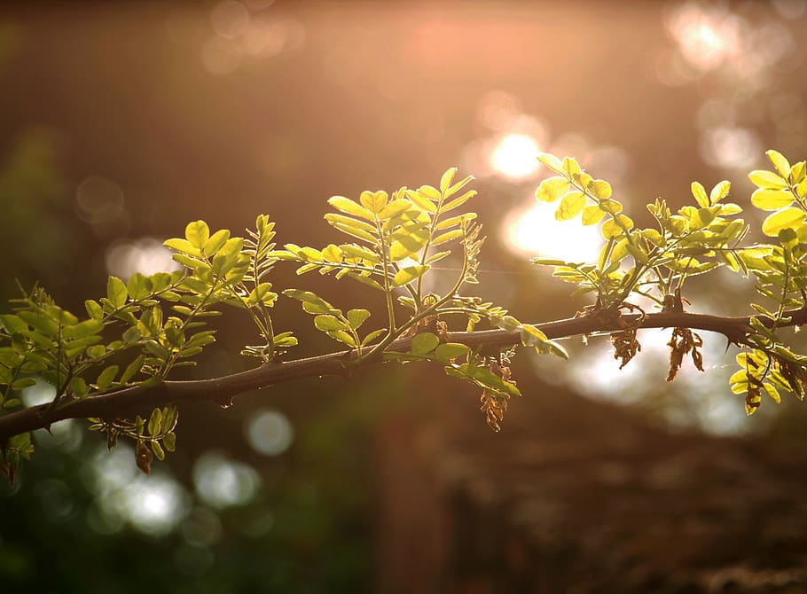 green, summer, leaf, garden, forest, lights, bokeh, poland HD wallpaper