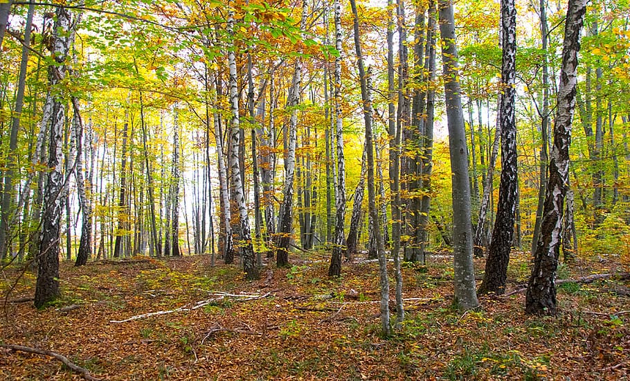 nature, forest, trees, green, landscape, plant, woodland, beauty in nature HD wallpaper