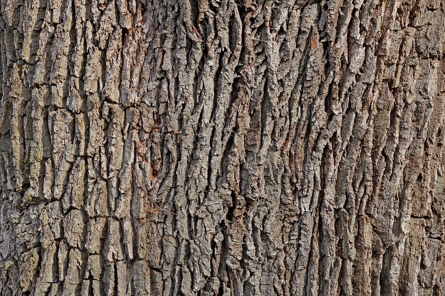 bark, oak, tree, tribe, log, structure, wood, forest, tree bark HD wallpaper