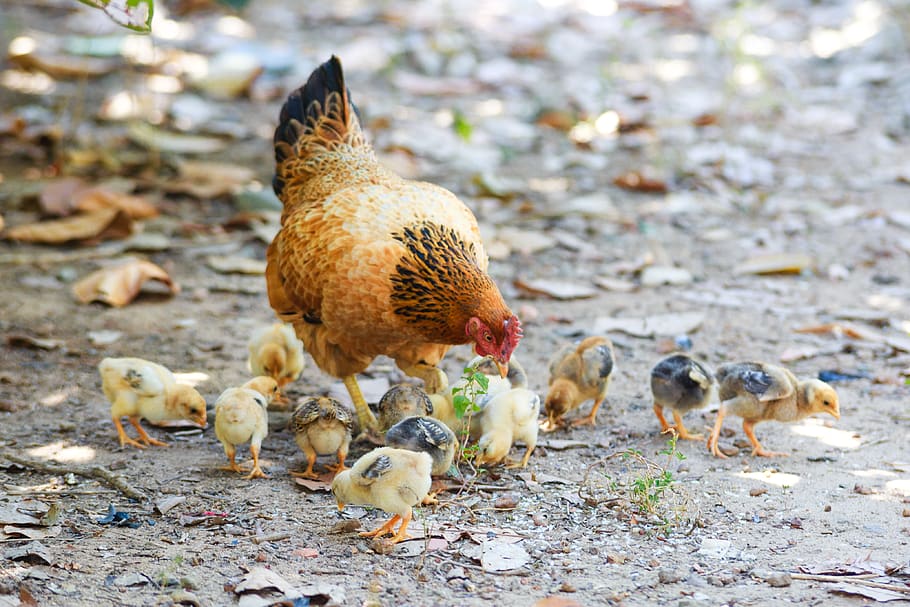 Brown and Black Hen With Peep of Chick Outdoor, bird, chicken HD wallpaper