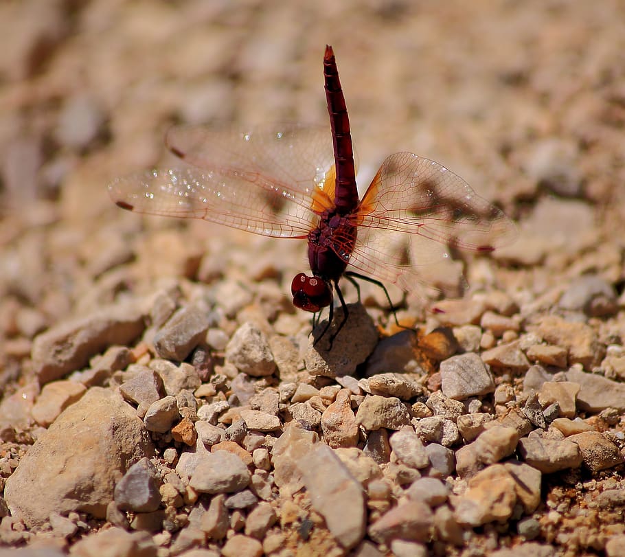 dragonfly, macro, insects, nature, wing, red, one animal, animal themes HD wallpaper
