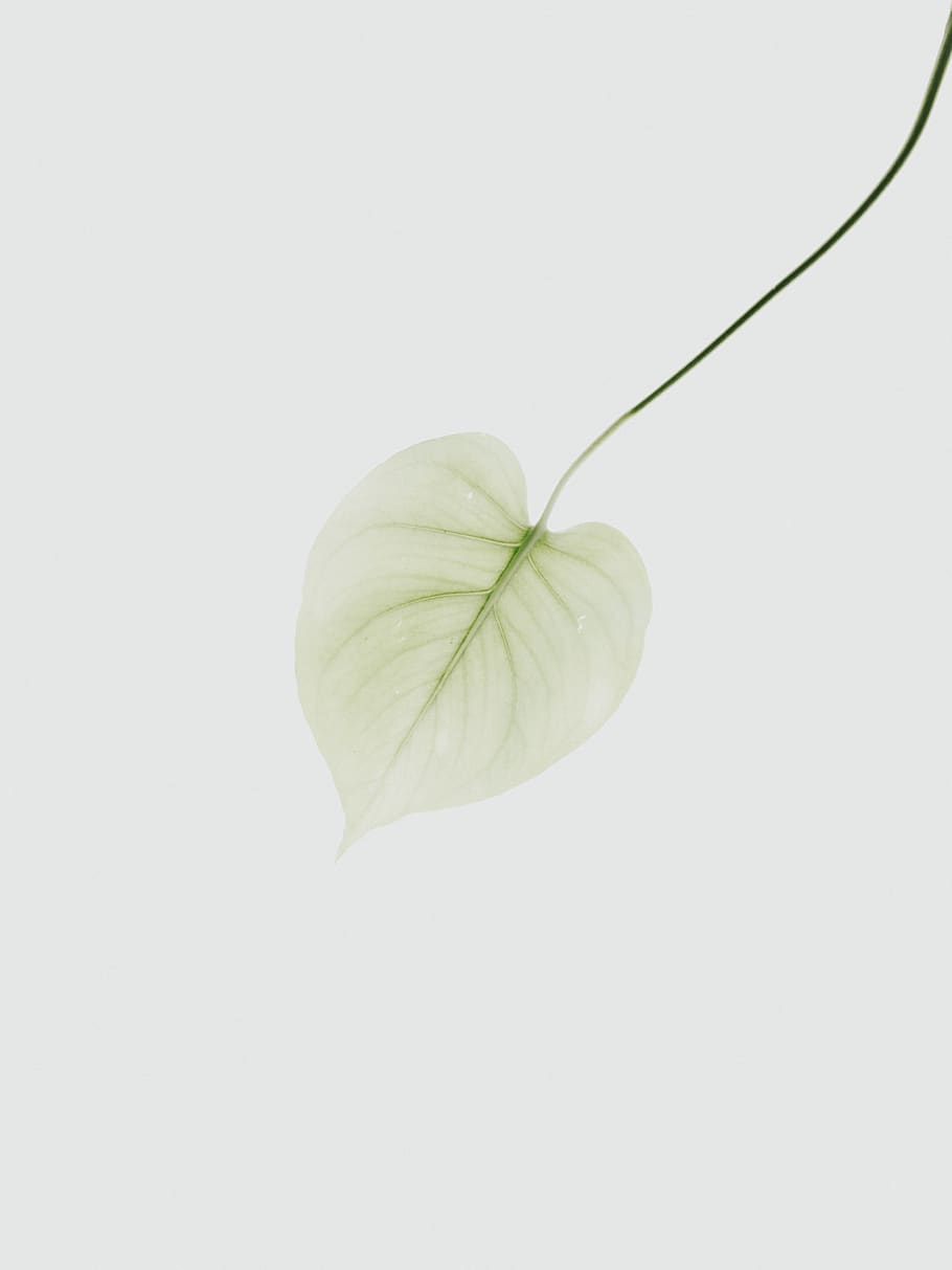 yellow green leaf, plant, blossom, flower, petal, food, veins HD wallpaper