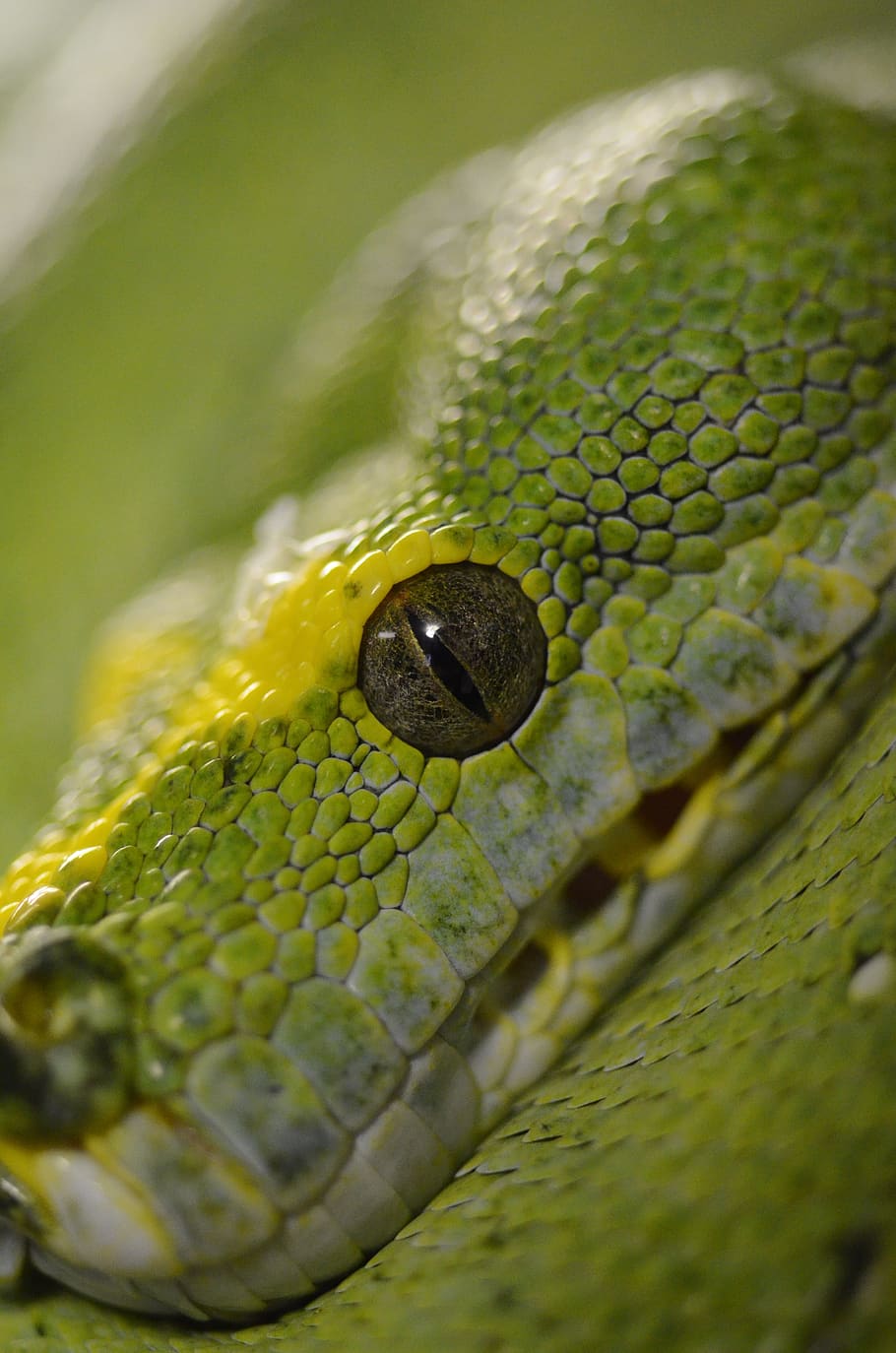 snake, reptile, green tree python, animal, one animal, animal themes HD wallpaper