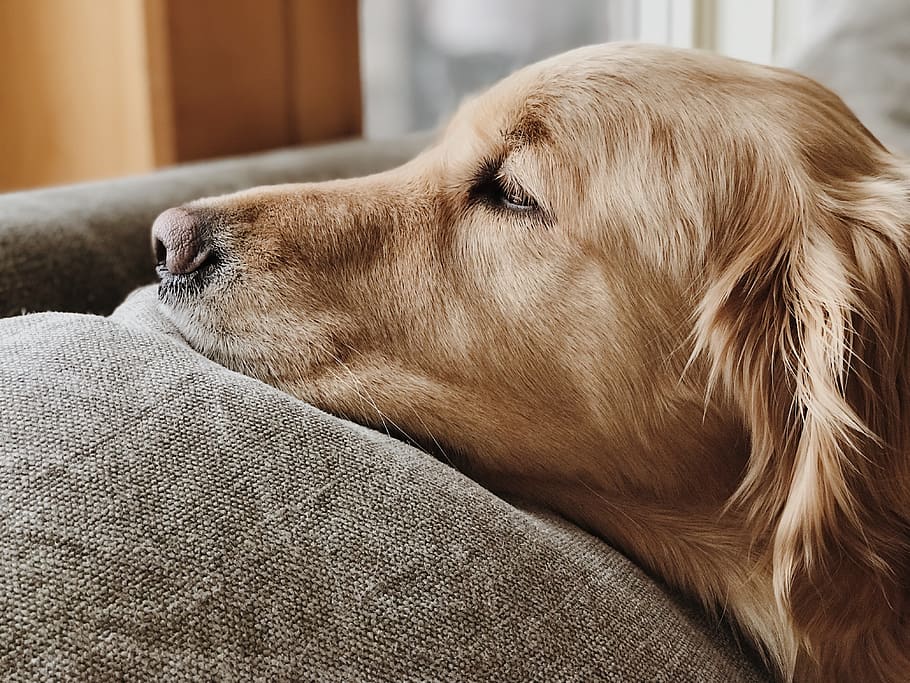 910px x 683px - HD wallpaper: dog lying on brown fabric surface, animal, golden retriever,  canine | Wallpaper Flare