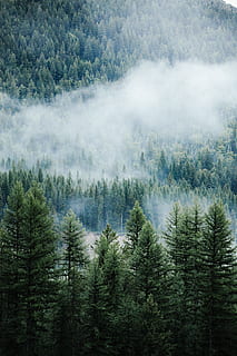 aerial photography of fog covered pine forest, tree, cloud, haze HD wallpaper