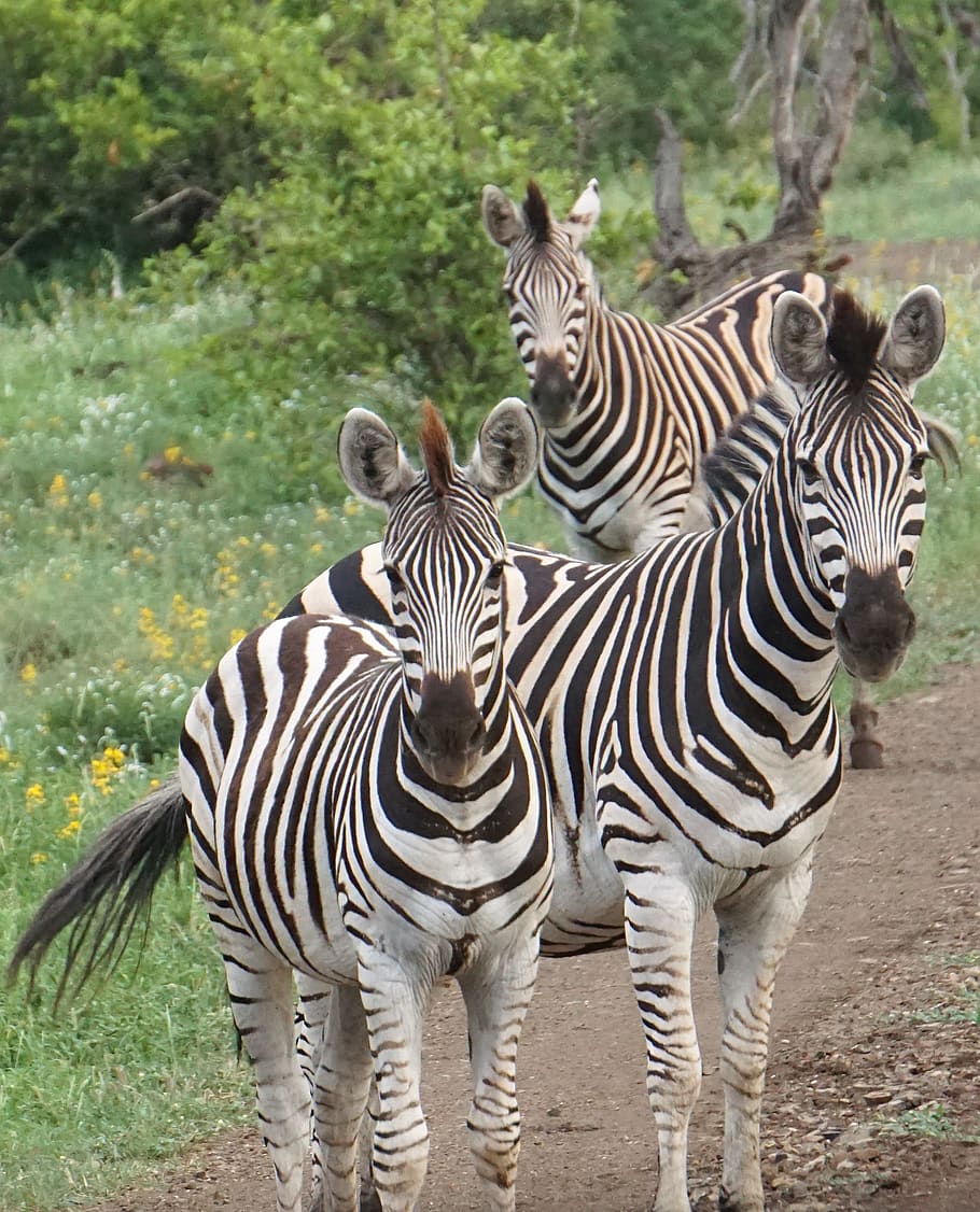 three black and white zebras, animal themes, group of animals HD wallpaper
