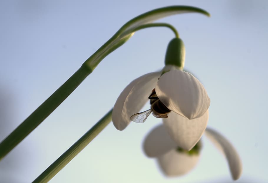 early bloomer, snowdrop, spring, flowers, nature, harbinger of spring HD wallpaper