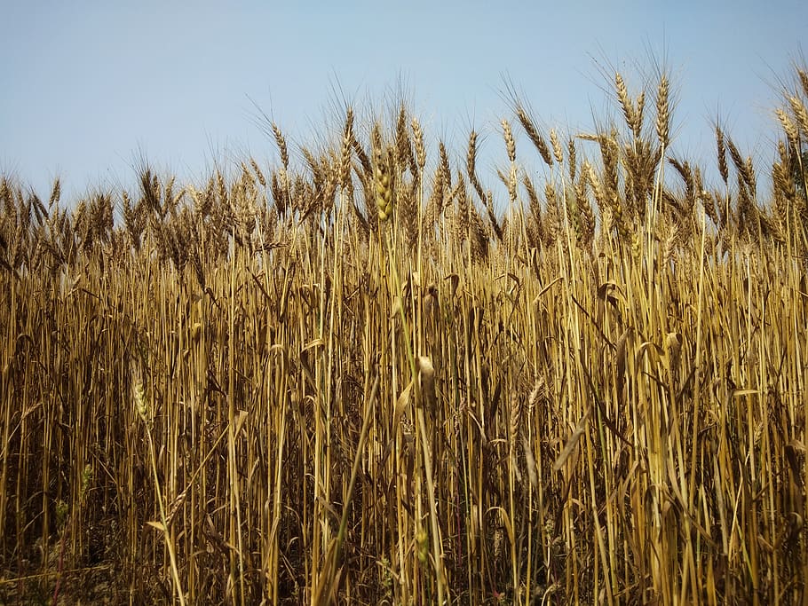 brown wheat at daytime, plant, produce, food, vegetable, grain HD wallpaper