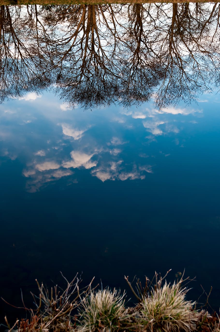 blue skies, plant, tree, tranquility, beauty in nature, sky, no people HD wallpaper