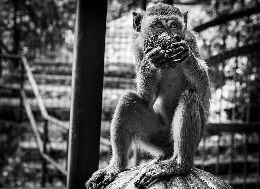 monkey eating fruit, wildlife, animal, mammal, ape, black and white HD wallpaper