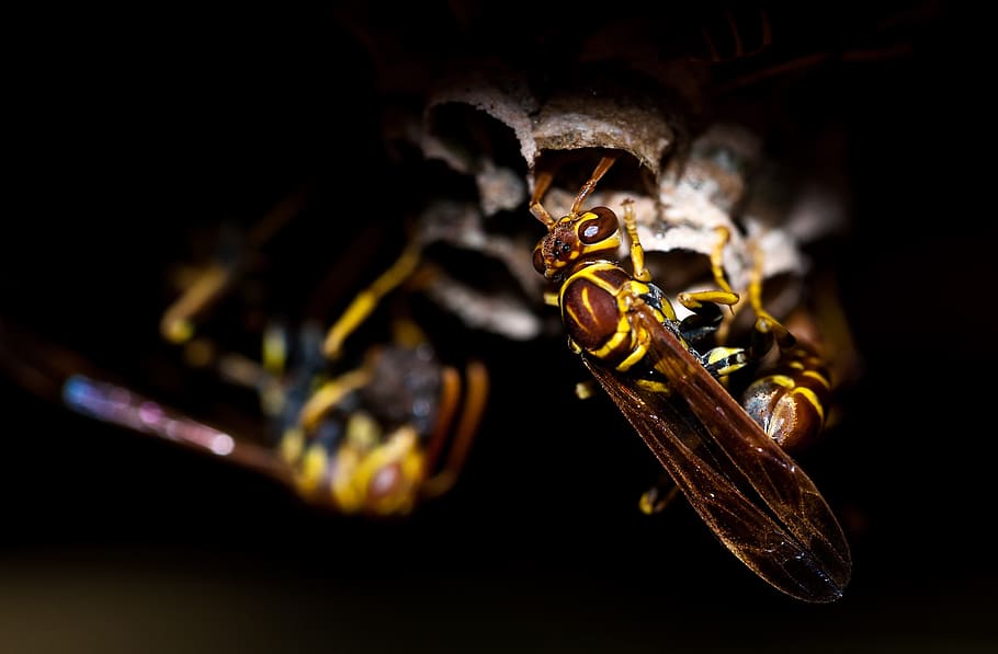 Swarm of Yellowjacket Wasps, close-up, insects, macro, nature HD wallpaper