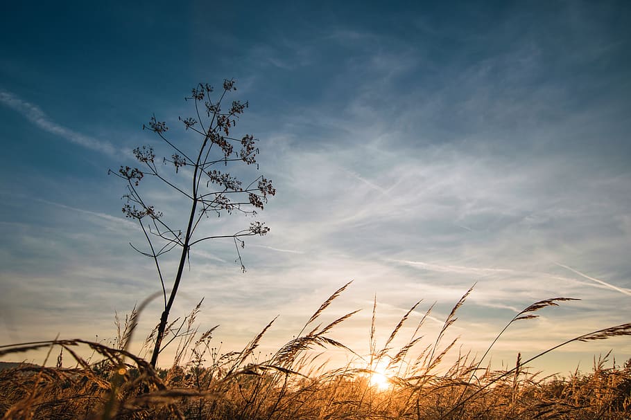 sunrise, field, sky, cloud - sky, plant, beauty in nature, tranquility HD wallpaper
